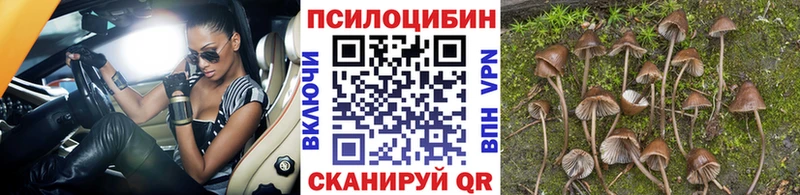 дарнет шоп Новая Ладога Галлюциногенные грибы GOLDEN TEACHER